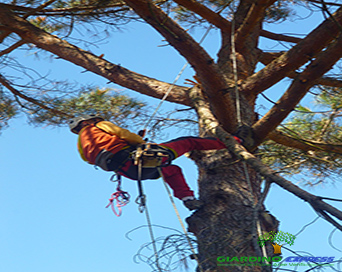tree climbing torino